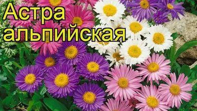 Астра альпийская Фиолетовая, купить саженцы Астры альпийской Фиолетовой в  Москве в питомнике недорого!