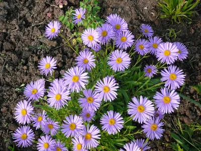 Астра альпийская Блу (Aster alpinus Blue)