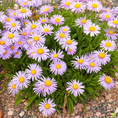 Астра альпийская (Aster alpinus) Goliaph • ЦВЕТЫ и КУСТЫ