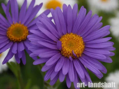 Aster alpinus Астра альпийская, белая — Купити квіти в Україні