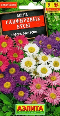 Астра альпийская (Aster alpinus) - PictureThis