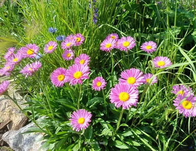 Астра альпийская сиреневые цветы