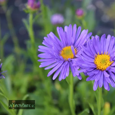 Астра альпийская (Aster alpines)