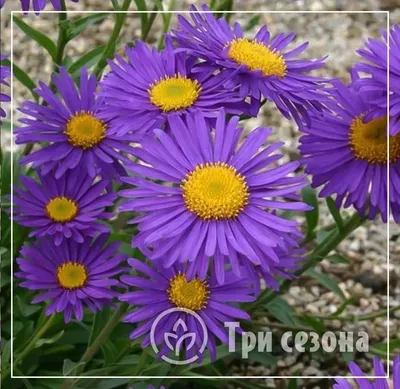 Астра альпийская 'Dunkle Schone' (Aster alpinus 'Dunkle Schone')