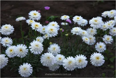 Астра альпийская (Aster alpinus) — многолетнее корневищное травянистое  растение Stock Photo | Adobe Stock