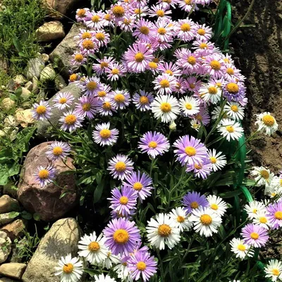 Астра альпийская (Aster alpines)