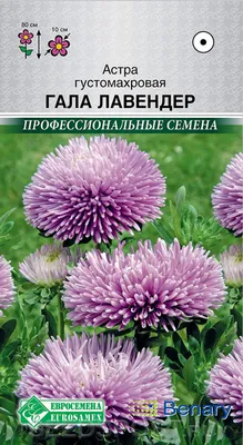 Астра густомахровая Гала Лавендер, 10 шт. Benary Профессиональные семена,  купить в интернет магазине Seedspost.ru