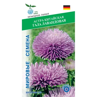 Астра Гала Бургунди (Gala Burgundy) семена купить в Украине | Веснодар