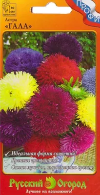 Семена Цветов Астра густомахровая Гала Блу, 10 шт - купить по выгодной цене  на KALOMBO.RU