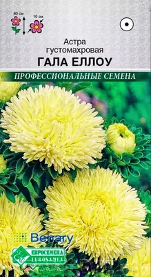 Семена астры Гала пурпурная 500 шт Benary купить в Украине - фото, отзывы,  описание ᐉ Agriks.com.uа
