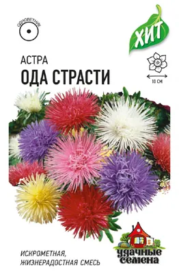 Астра Флирт шаровидно-игольчатая 0,2г, семена | Купить в интернет магазине  Аэлита