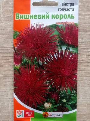 Семена Астра Игольчатая Олеся, 0.5г Семко 36950943 купить в  интернет-магазине Wildberries