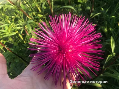Купить семена: Астра шаровидно-игольчатая Розамунда - цены,фото,отзывы |  Green-Club.com.ua