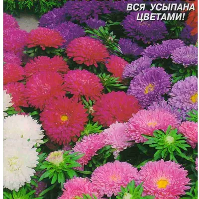 Астра карликовая