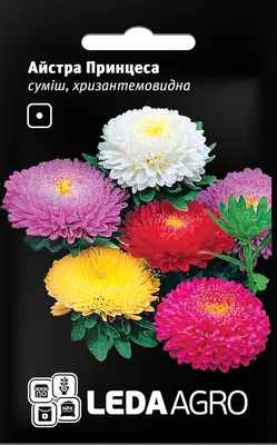 Семена Астра хризантемовидная Апполония Блю 0,2 гр — купить в городе Томск,  цена, фото — ООО «ГалаОпт»