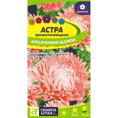 Астра хризантемовидная Хорн, 0,5г, Семко. Купить семена почтой в Минске