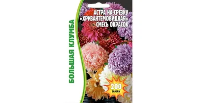 Астра Гольден хризантемовидная семена 50 ШТ | AliExpress