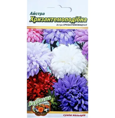 Астра Аполлония Серебристо-Синяя хризантемовидная 0,2 г купить в Украине с  доставкой | Цена в Svitroslyn.ua