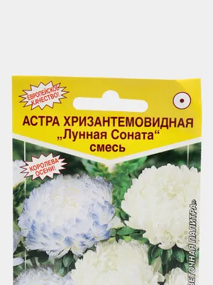 Купить Семена - Астра Юлия, хризантемовидная, 0,3 г. ❱❱ Колибри-маркет ❰❰❰