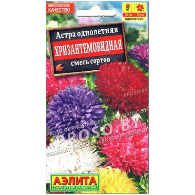 Купить семена Астра Хризантемовидная, смесь в Минске и почтой по Беларуси