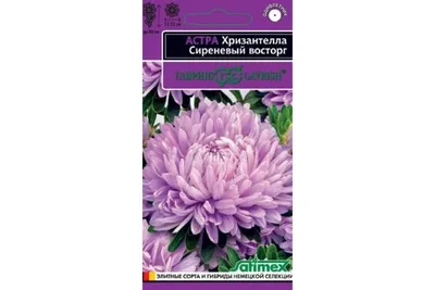 цветок Астра Диана (китайская, хризантемовидная, снежно-белая) . Евро, 0,25  - купить по цене 35.40 ₽ в ДоброСтрой Орел