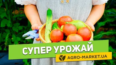 Астра Хризантемовидная смесь 0,2 г Весна (ID#1362006116), цена: 3.98 ₴,  купить на Prom.ua