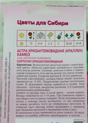 Цветы Астра Пола хризантемовидная однолетняя 0,2 г : Полтавское - семена  купить в Киеве, Украине фото, отзывы, описание - Дачник