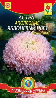 Астра Аполлония Светло-голубая (плаз). Купить в Петрозаводске и Мурманске