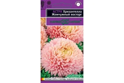 Астра \"Хризантемовидная\" (Зипер) ТМ \"Весна\" 0,5г купить почтой в Одессе,  Киеве, Украине | Agro-Market