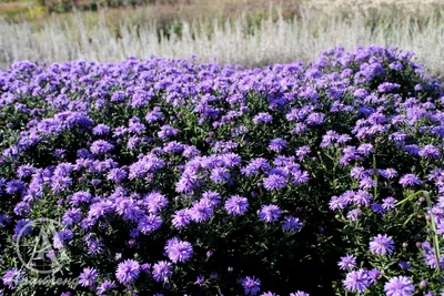 Астра кустарниковая 'Purple beauty' | Саженцы многолетних цветов в Москве и  МО