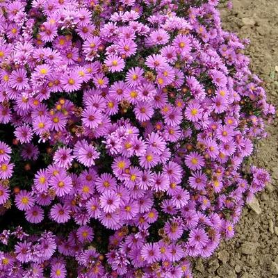 Купить Астра кустарниковая \"Блю букет\" (Aster dumosus 'Blue bouquet') от  499 руб. в интернет-магазине Архиленд с доставкой почтой по Москве и в  регионы