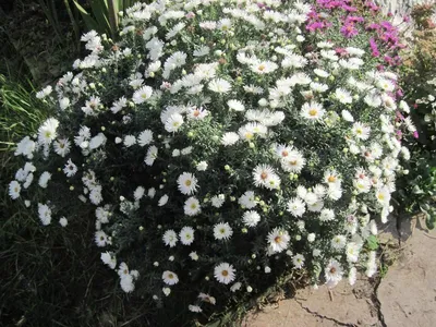 Астра кустарниковая (Aster dumosus `Pink Beauty`) - Астра кустарниковая -  Астра многол - Многолетники - Каталог - LESKOVO-PITOMNIK.ru