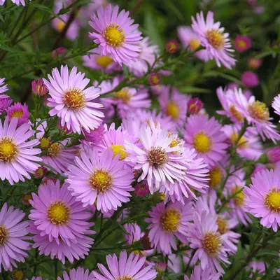 Астра многолетняя кустарниковая Старлайт (Aster dumosus Starlight)