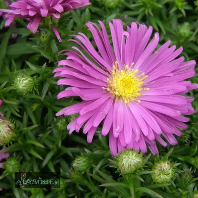 Астра кустарниковая 'Kassel' (Aster dumosus 'Kassel') - Северная Флора