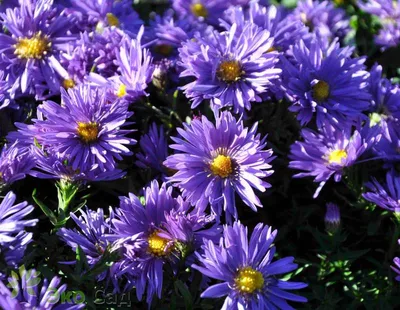 Астра кустарниковая (Aster dumosus) Blue • ЦВЕТЫ и КУСТЫ