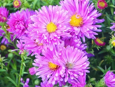 Астра многолетняя кустарниковая Старлайт (Aster dumosus Starlight)