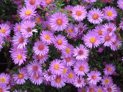 Купить Астра кустовая Вудс Пурпл Aster dumosus Wood's Purple - в питомнике  Флорини