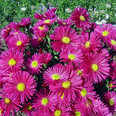 Астра Кустовая Старлайт (Aster dumosus-hybriden Starlight)