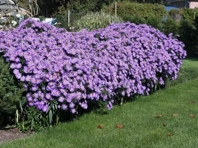 Купить Астра кустовая Блау ЛагунаAster dumosus Blaue Lagune - в питомнике  Флорини