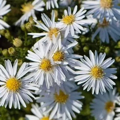 Астра кустовая 'Aster dumosus' | Купить в СЦ \"Дворик\"