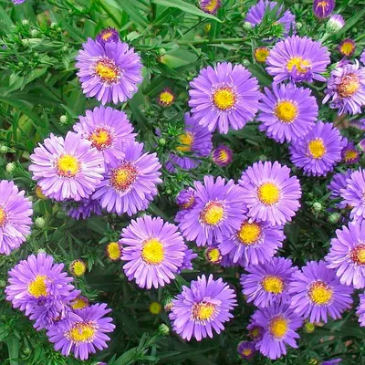 Астра кустовая Вайс (Aster dumosus Weiss) купить с доставкой по Беларуси \" \"