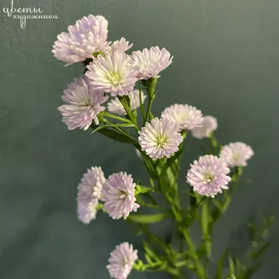 Астра кустовая 'Blue Bouquet'