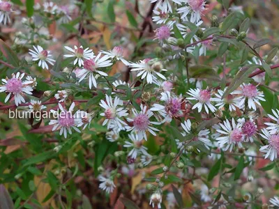 Купить Астра кустовая РозенвичтельAster dumosus Rosenwichtel - в питомнике  Флорини