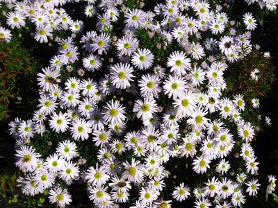 Купить Астра кустарниковая \"Блю букет\" (Aster dumosus 'Blue bouquet') от  499 руб. в интернет-магазине Архиленд с доставкой почтой по Москве и в  регионы