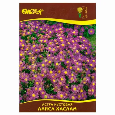 Купить Астра Кустовая Фиолетовая поштучно в Москве| 1 шт. - 499 р. рублей