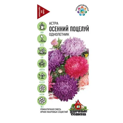 Астра махровая смесь , 0.3гр Городок РБ: продажа, цена в Молодечно. Семена  и клубни трав и цветов от \"ЧТПУП «Мир Дачника»\" - 170186052