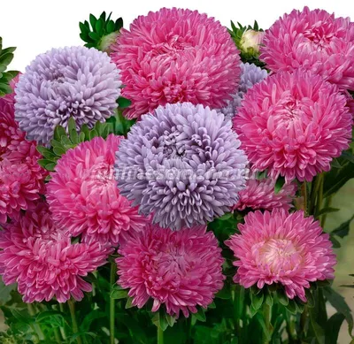 Астра пионовидная Яркая Роза Aster peony Bright Rose - купить семена цветов  с доставкой по Украине в магазине Добродар