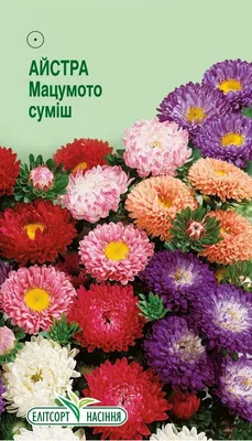 Астра Матсумото Дебют китайская Агрофирма Аэлита 122905552 купить в  интернет-магазине Wildberries