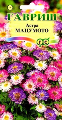 Астра Мацумото розовая (Matsumoto pink)