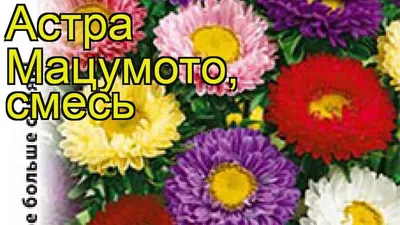 Астра Мацумото, Смесь 0,3 Гавриш цветы однолетние Наш сад, пакеты цветные  Семена Продукция